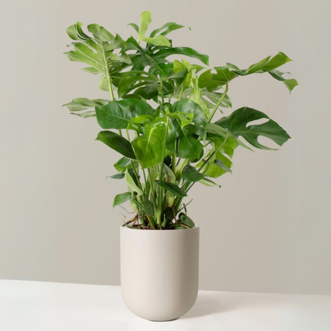 Monstera