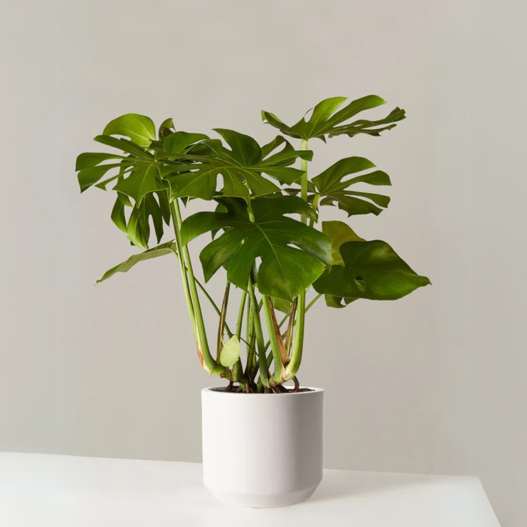 Monstera