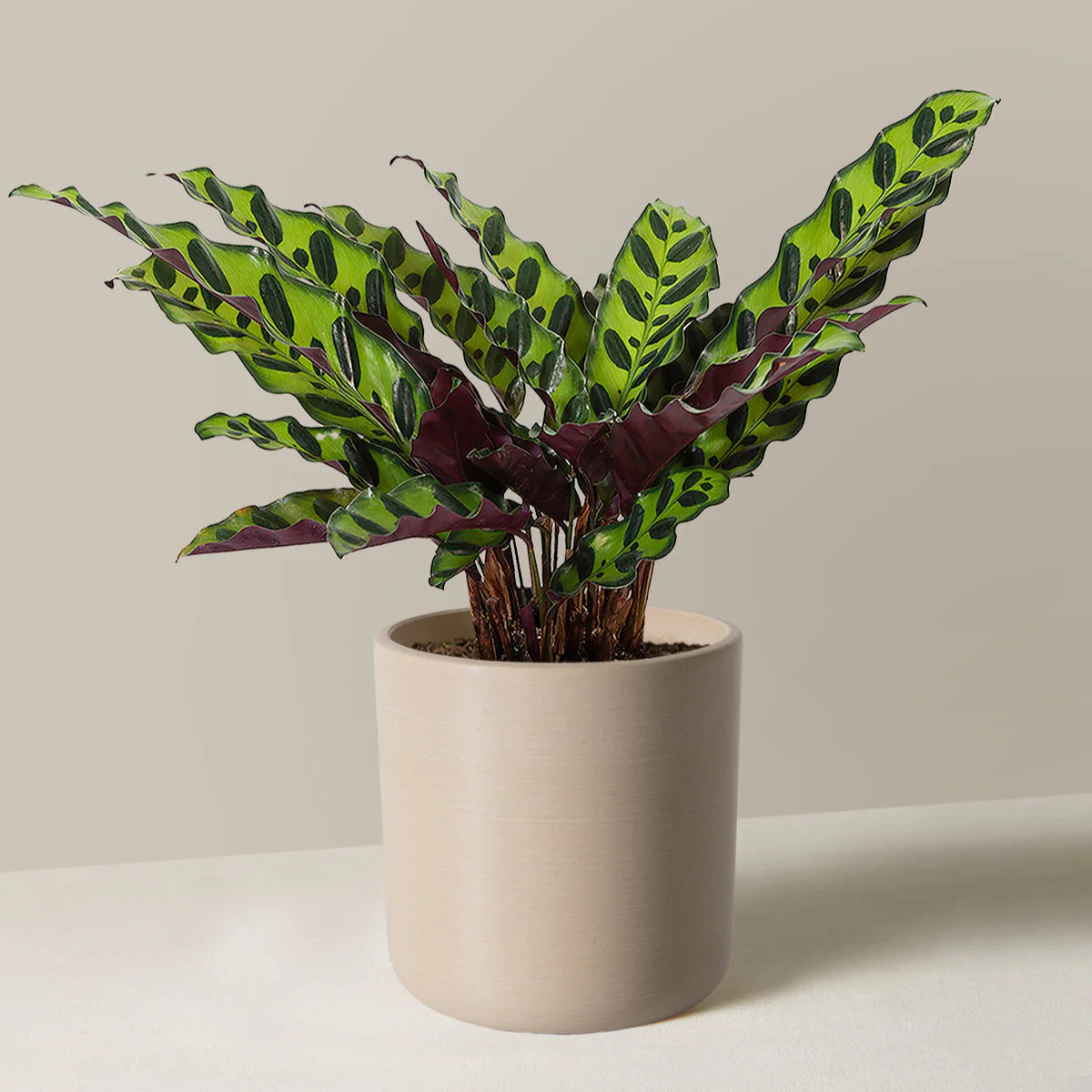 Potted Indoor Plant