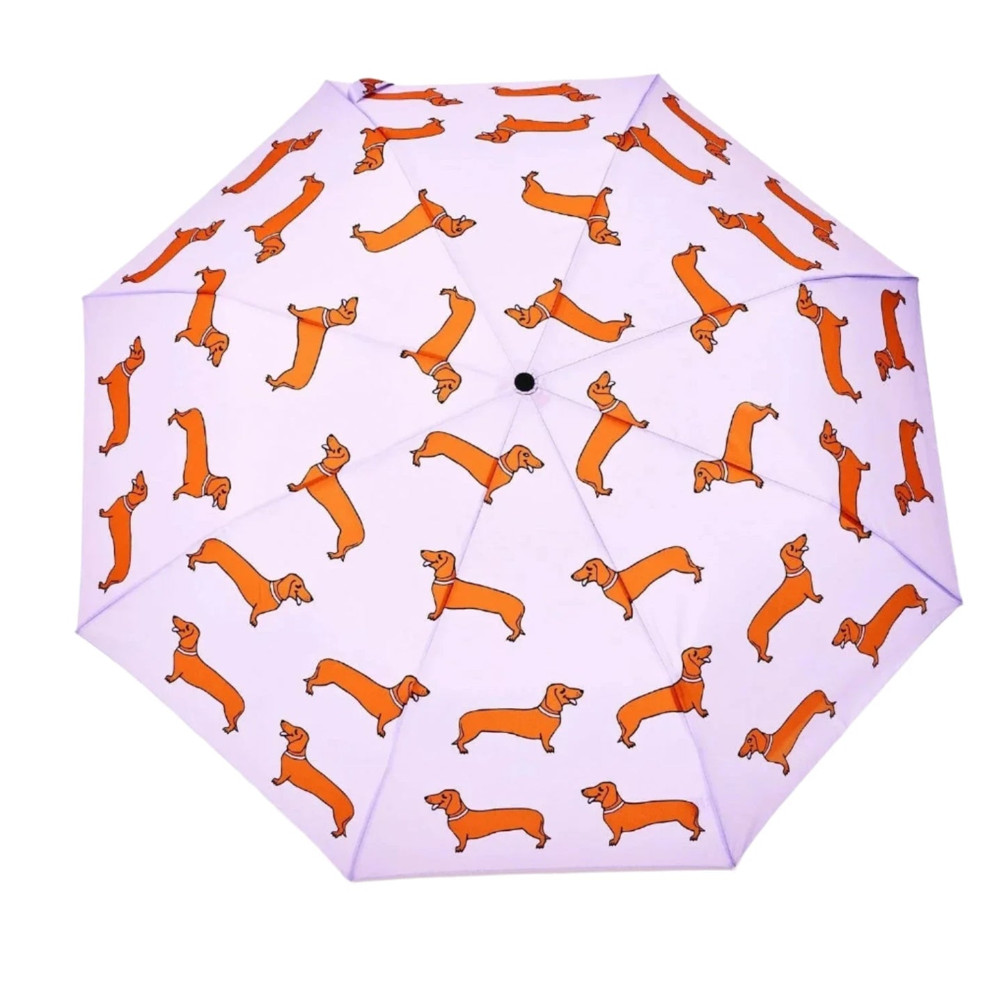dachshund umbrella open canopy