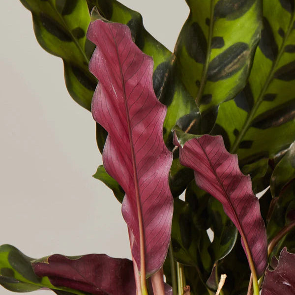 Rattlesnake Plant