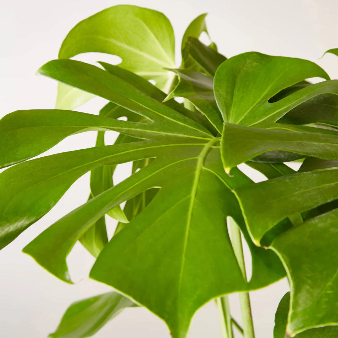 Monstera