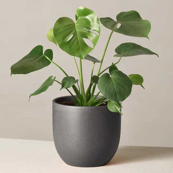 Monstera
