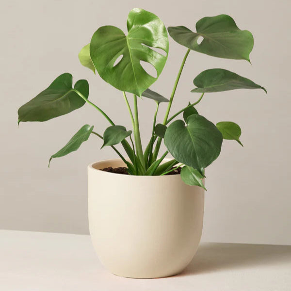 Monstera