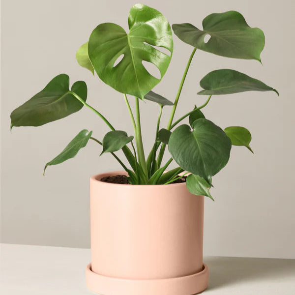 Monstera