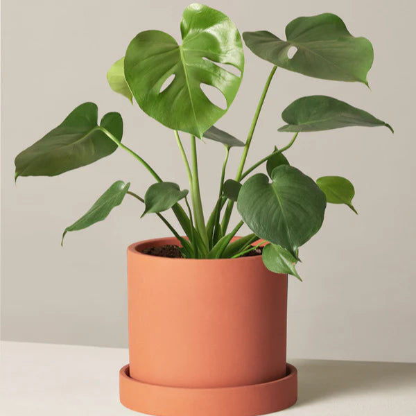 Monstera