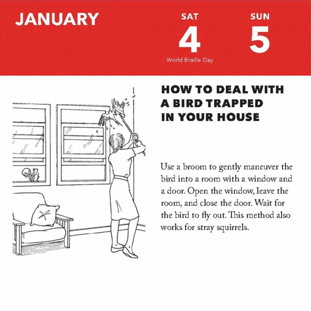 how to deal with a bird trapped in your house - use a broom to gently maneuver the bird into a room with a window and a door open. open the window, leave the room, and close the door. Wait for the bird to fly out. This method also works for stray squirrels.