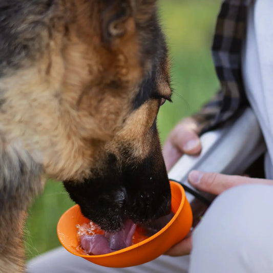 Dog drinking from the water bowl