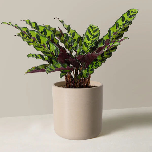 Rattlesnake Plant