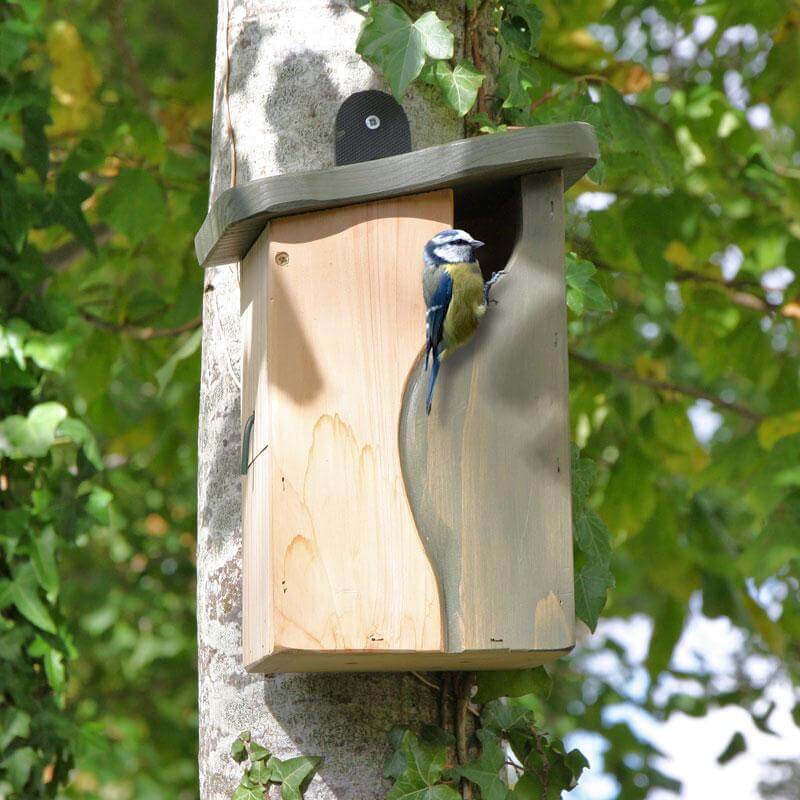 bird resting on entrance to wooden bird house