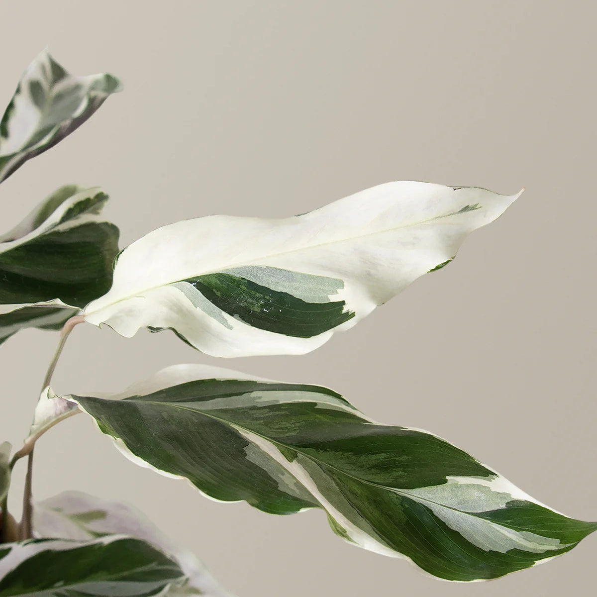 houseplant gift white leaf close up