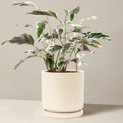 houseplant gift white pot