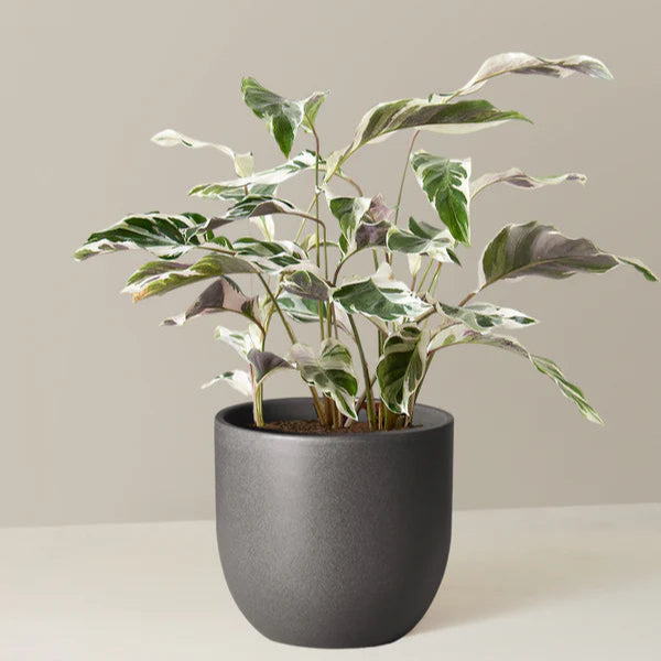 houseplant gift black pot