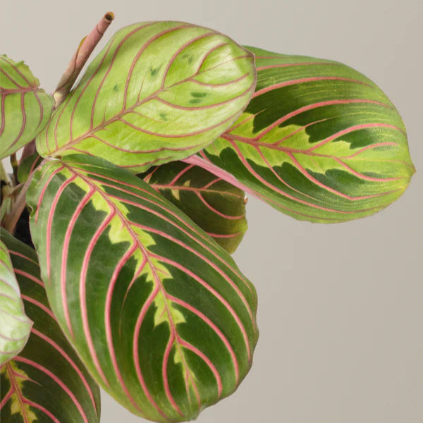 vibrant red veins that contrast beautifully against the rich green leaves with curled leaves awaiting to unravel