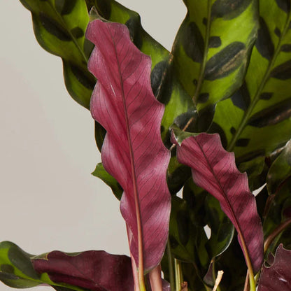 Rattlesnake Plant